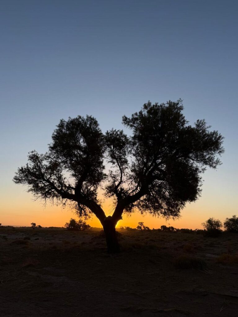 3 Day Camel Trek Morocco
