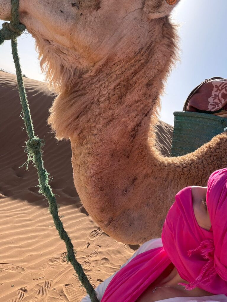 camel trek morocco
